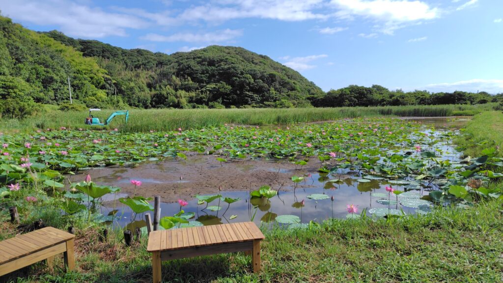 水路脇の古代蓮