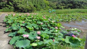 水路脇の古代蓮