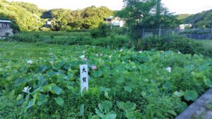 島田島の古代蓮