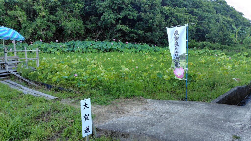島田島の古代蓮