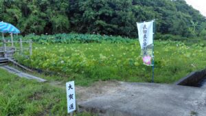島田島の古代蓮