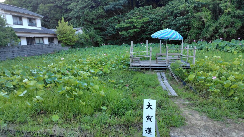 島田島の古代蓮