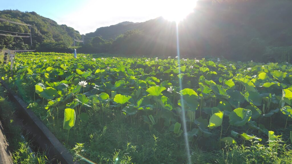 島田島の花ハス