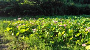 島田島の花ハス