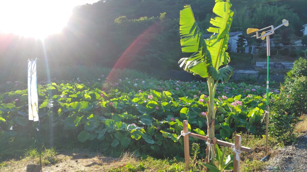 島田島の花ハス