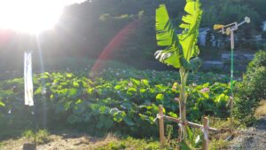 島田島の花ハス
