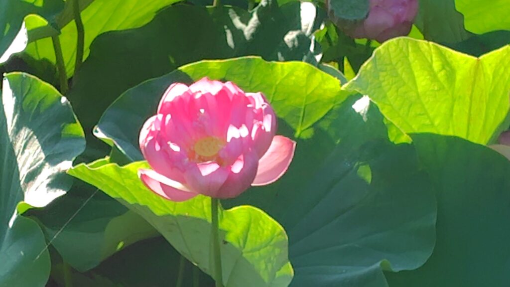 島田島の花ハス