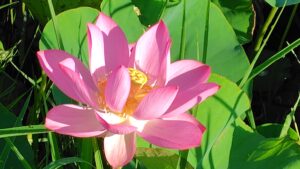 島田島の古代蓮