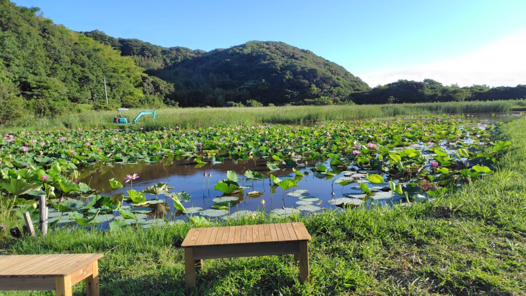 大島田の古代蓮