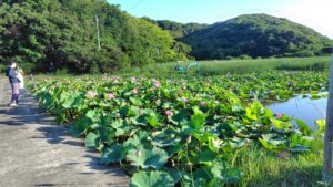 大島田の古代蓮