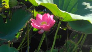 島田島の古代蓮