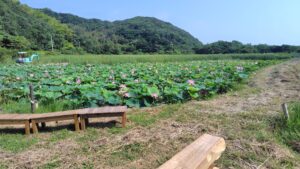 大島田の古代蓮