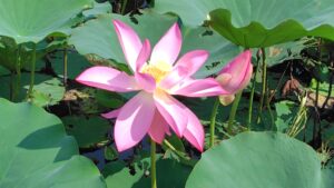 大島田の古代蓮