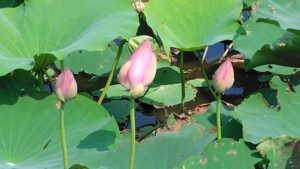 大島田の古代蓮