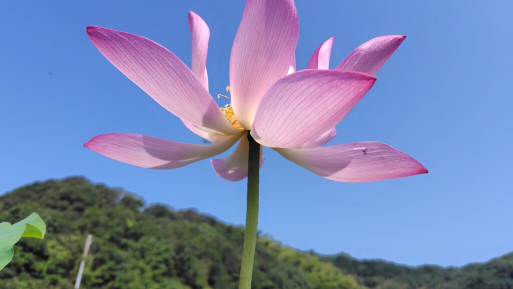 大島田の古代蓮