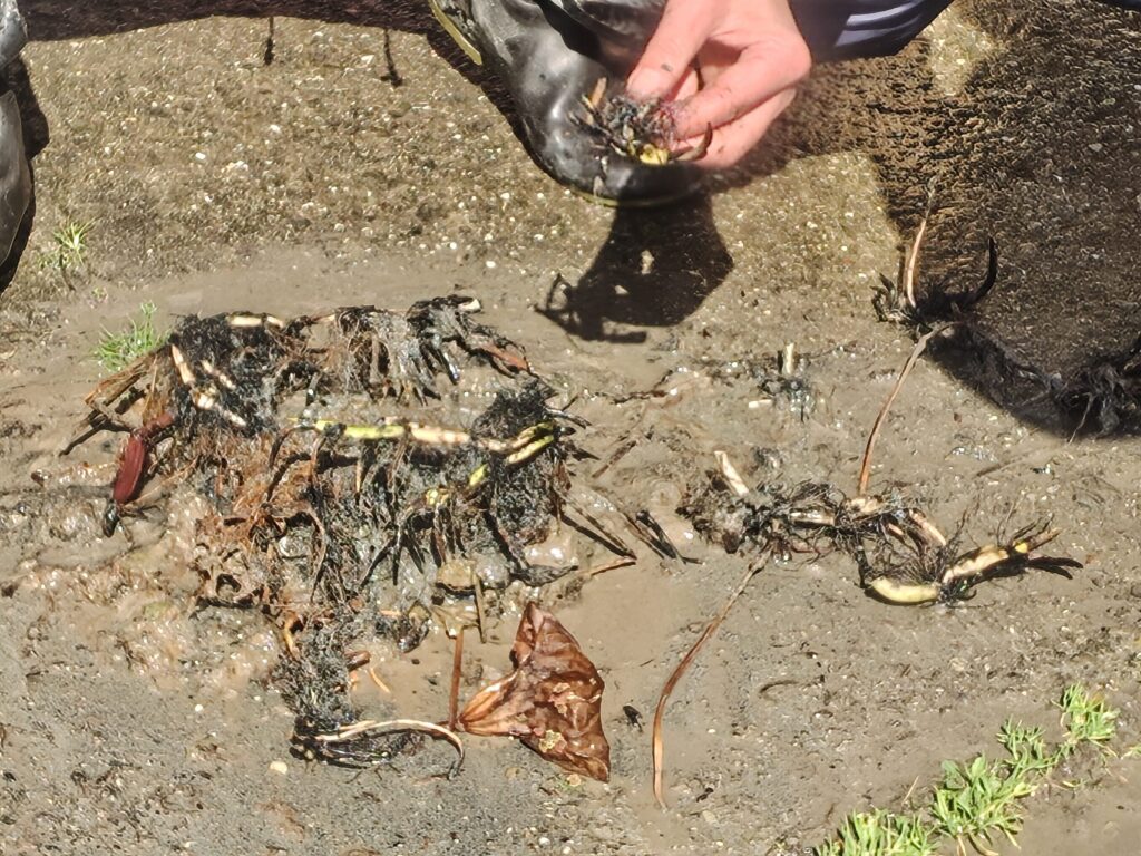 令和8年2月28日花ハス栽培講習会