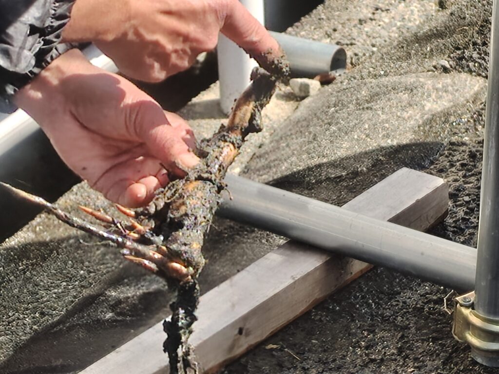 令和8年2月28日花ハス栽培講習会